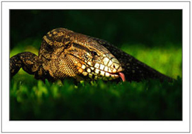 Reptiles and Amphibians
