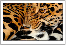 Mammals