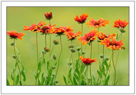 Plants and Flowers
